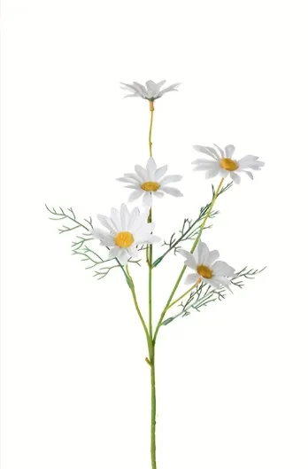 Daisies / gabaldaye dhexe